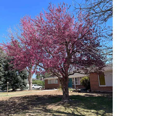 5860 Wood Sorrel Drive, Littleton, CO 80123