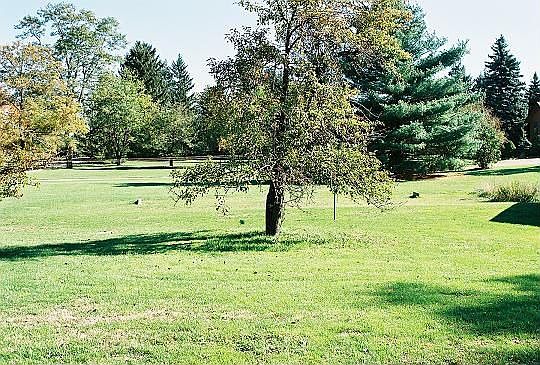 Beautiful 1.75 acres