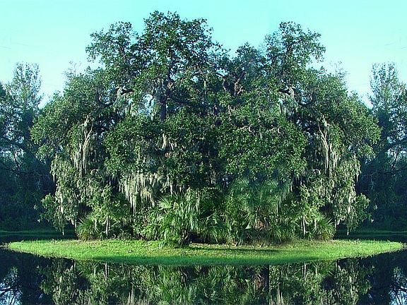view of backyard island