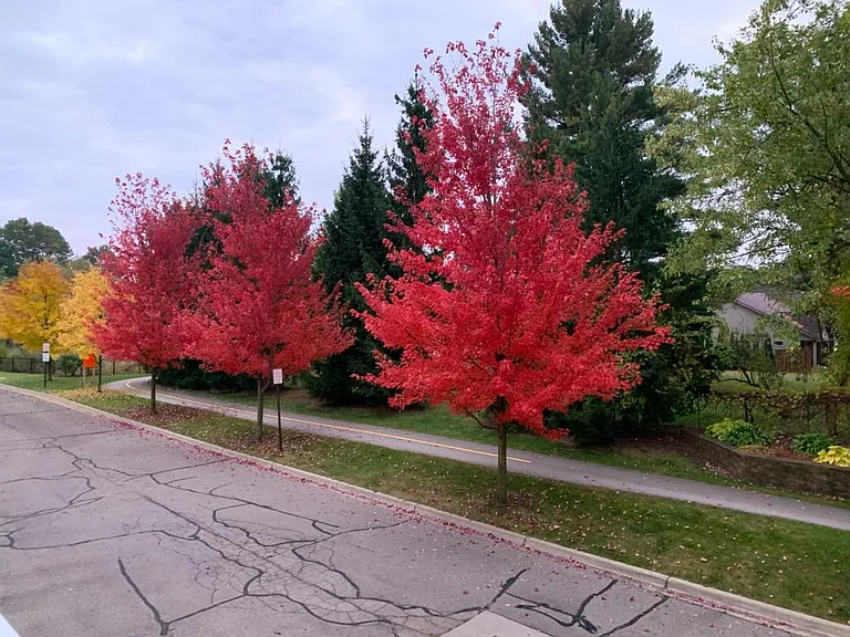 Evergreen Trl — Photo 15