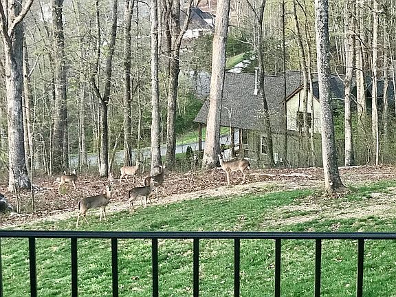 6 Deer come here frequently
