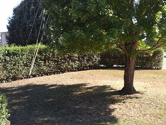 hedge in front yard