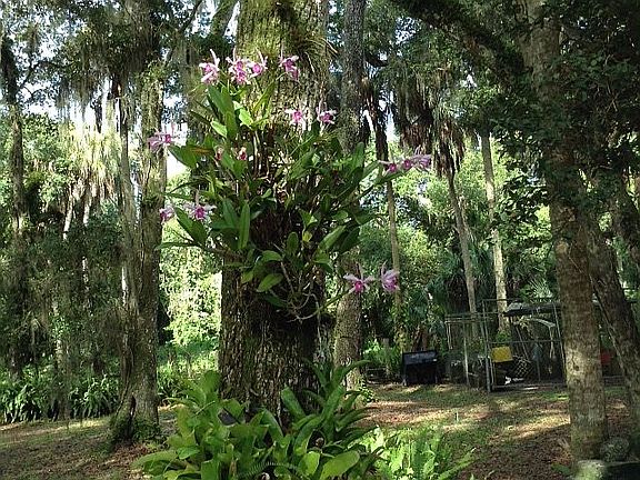 Orchid plant
