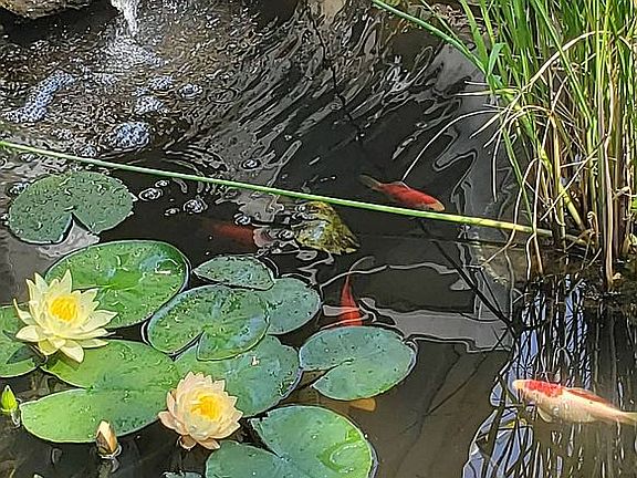 Backyard oasis pond
