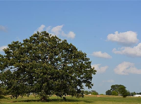 4th image of 199 County Road 3521