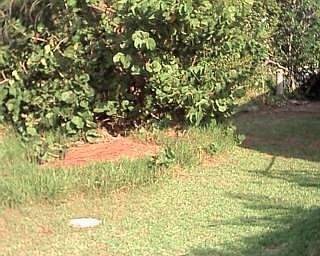 3rd image of 0 S Coconut Palm Blvd