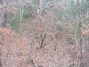3rd image of County Road 250