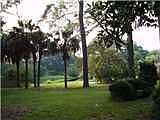 PALM TREES 2.5 ACRES