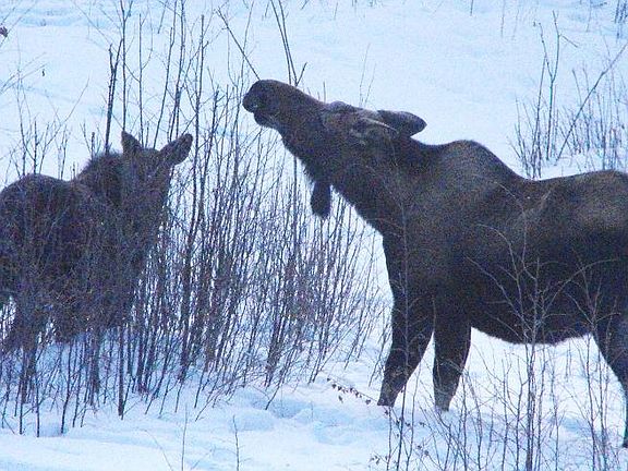 Momma moose and her baby 