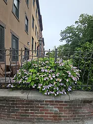 281 Court Street #2 image 1 of 1