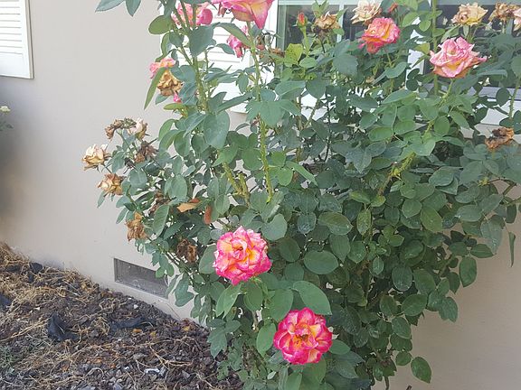 4th image of 7319 Coral Ln