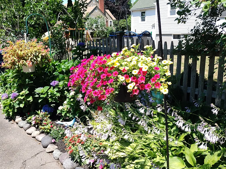 Back Yard Flowers
