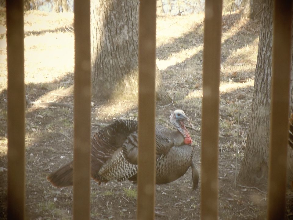 TURKEY OFF OUR DECK