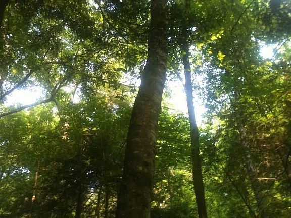 4th image of 8888 Hales Fork Rd