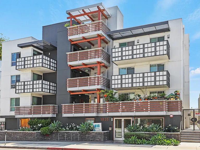 Sawtelle Pearl by Wiseman