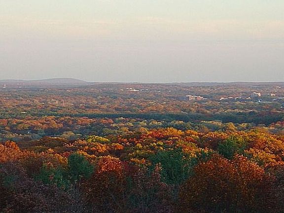 Indulgent - Foliage View