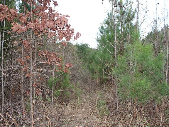 4th image of 123 Lower Dugan Rd 5 Acres