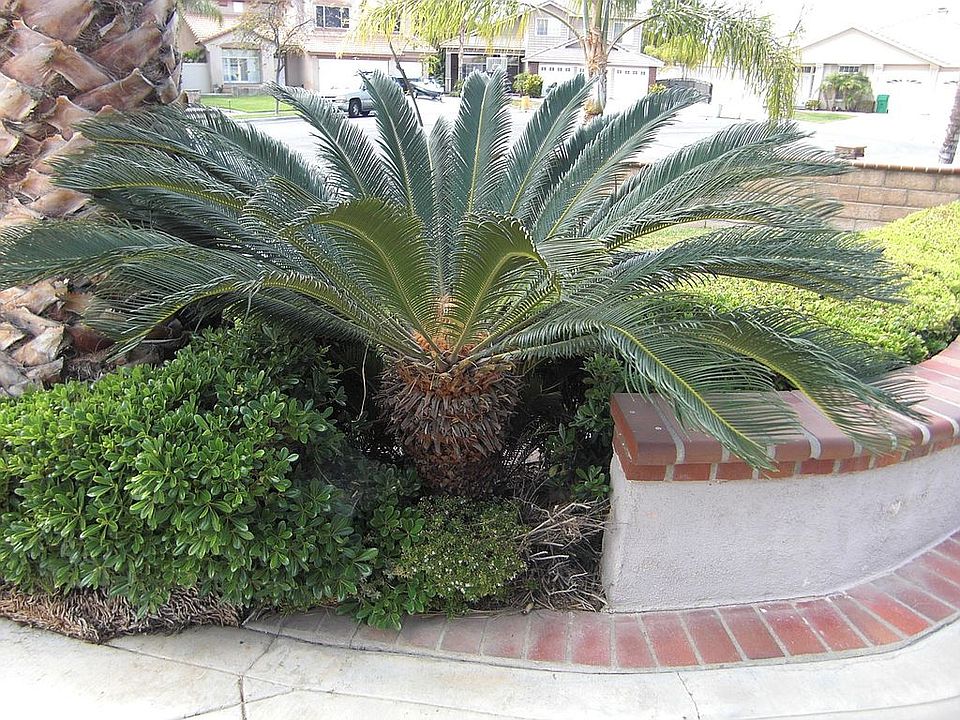 Beautiful Palm!