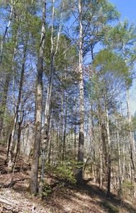 LOT 38 Black Walnut Flats Rd, Sevierville, TN, 37862