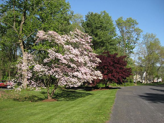 Quiet Hill Dr view