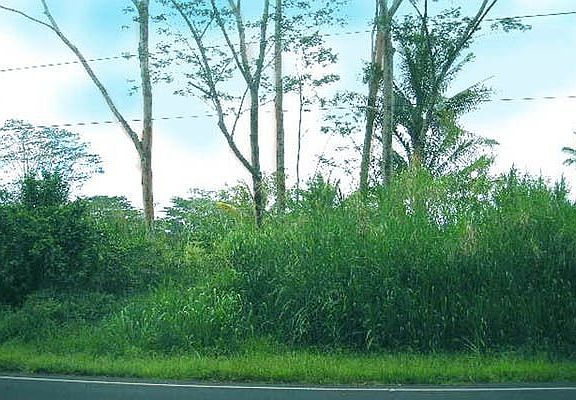 View of Lot 4 in Lanipuna Gardens on Pahoa/Pohoiki RD