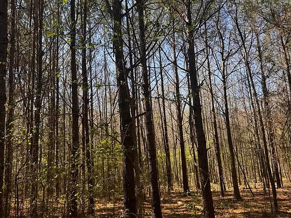 3rd image of Camp Rd