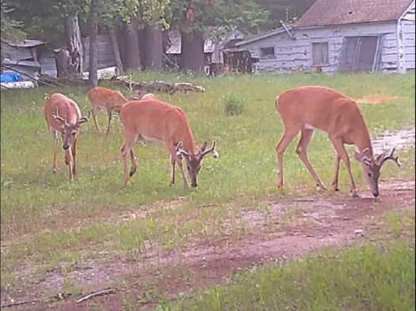 7363 Wegmeyer Rd, Herron, MI 49744