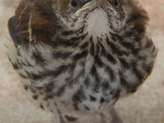 Fledgling Brown Thrasher