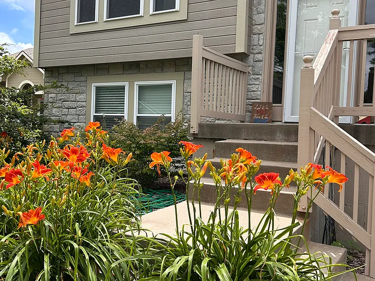 Summer bloom of lily's!