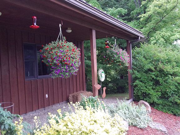 Hummingbirds visit feeders d