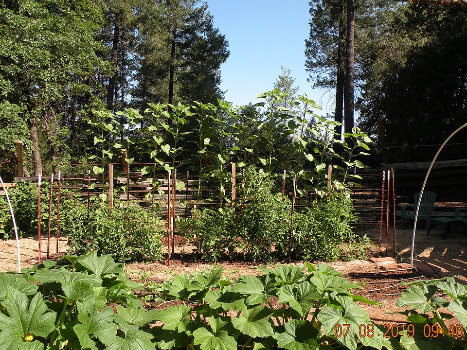 Spring garden