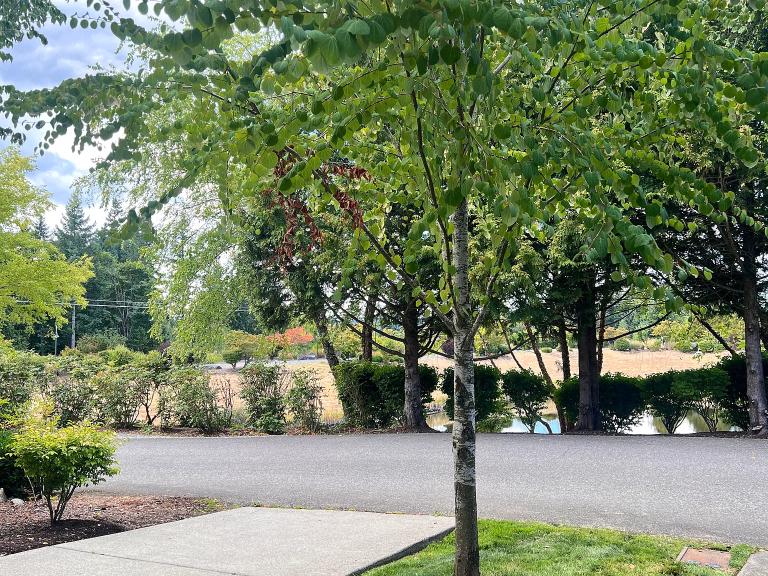 3 bed, 2.5 bath, 1410 sqft, $3,000 — Photo 3