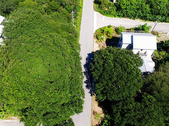 Mature trees for landscaping