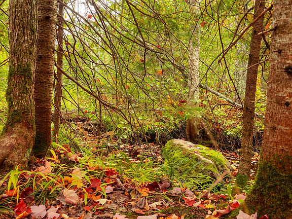 4th image of LOT 1A E Shore Rd