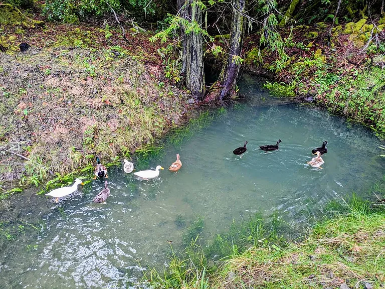 spring fed duck pond