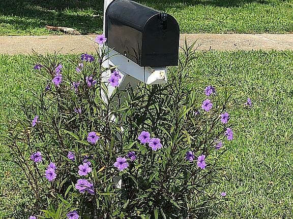 Mailbox flowers