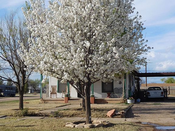 Beautiful fruitless pear 