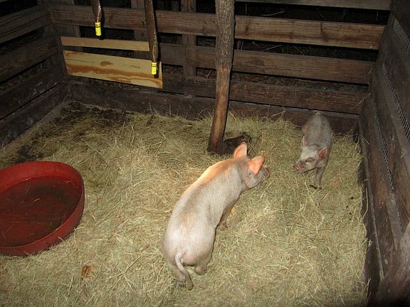 Pigs in the pen