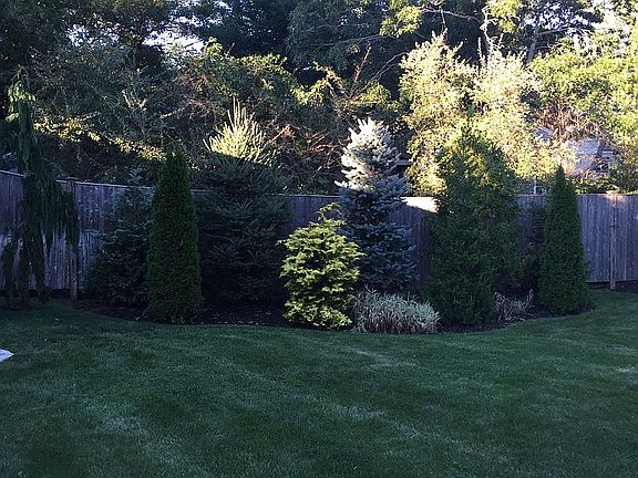 Back yard