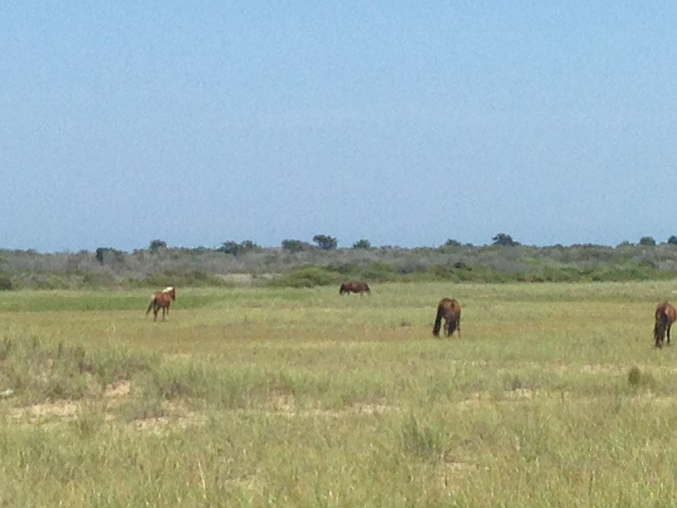 Banker Ponies