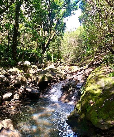 Hike in the back of our valley - drive 30 seconds or jog 10 minutes and you are at the trail head. Take a dip in the refreshing stream pools after a big rain.