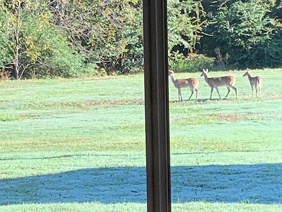 Front yard deer from porch 
