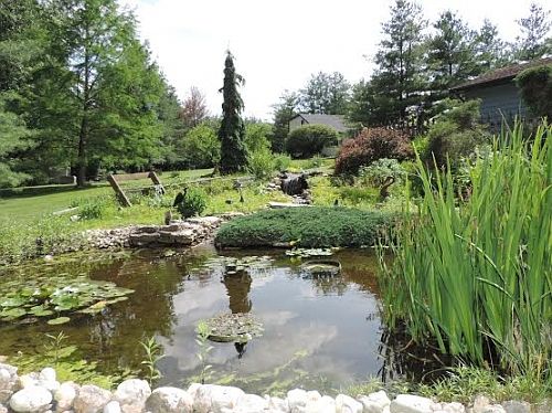 Backyard water garden