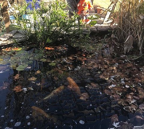 Kio Pond