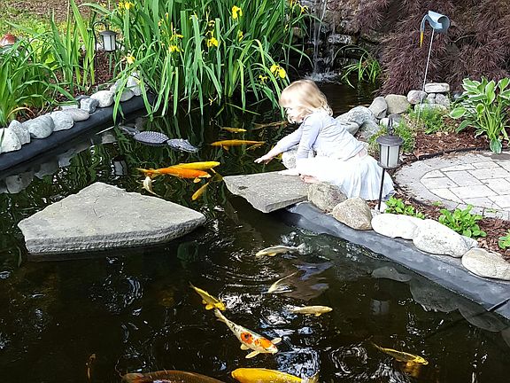 koi pond