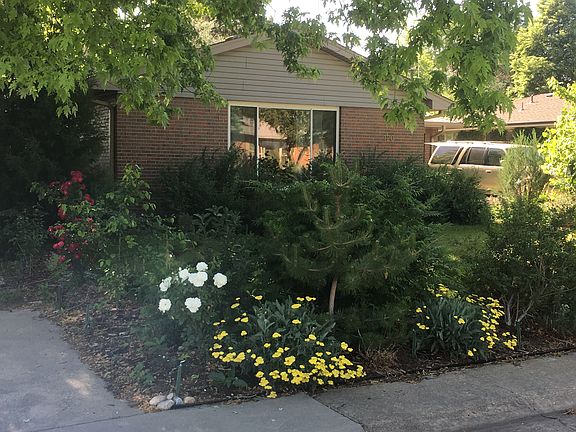 street view, white roses