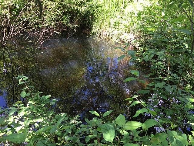 one of 2 frog ponds