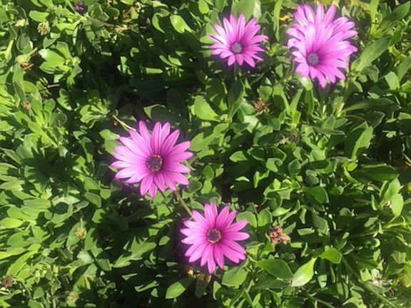 Beautiful Landscaping