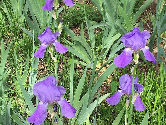 Gorgeous Irises