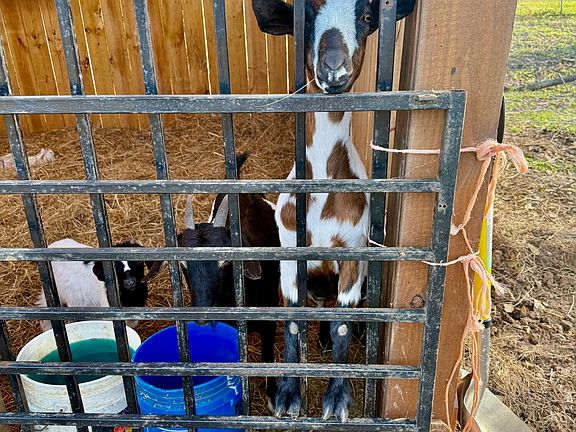 4th image of 9901 Franks Rd